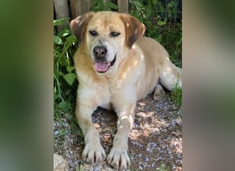 Freundlicher Kleon sucht einen warmen Seniorenplatz