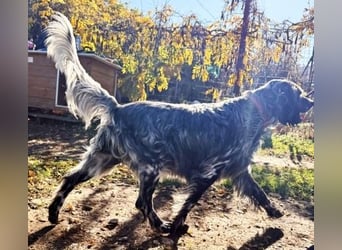 Ernesto - freundlicher, agiler Setter sucht sicheres Zuhause