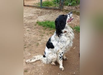 Serafina- schmusige Setter-Mix-Hündin liebt Mensch und Tier