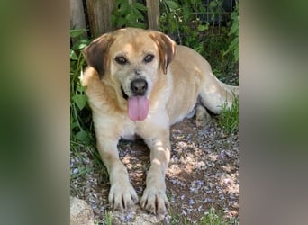 Freundlicher Kleon sucht einen warmen Seniorenplatz