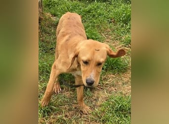 Herzensbrecher Loki sucht Familienanschluss