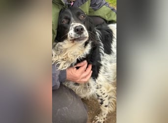 Serafina- schmusige Setter-Mix-Hündin liebt Mensch und Tier