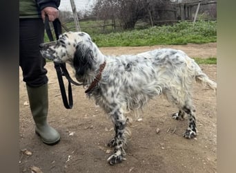 Elvira - treue Settermix Hündin sucht dich