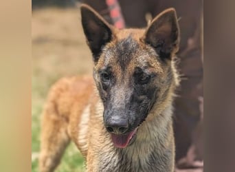 Liebevoller Zorro - menschenbezogener Rüde sucht sein Zuhause