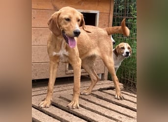 Herzensbrecher Loki sucht Familienanschluss
