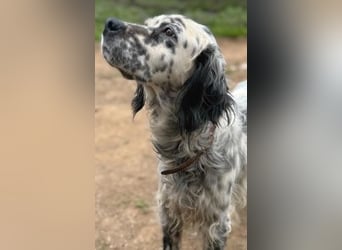 Elvira - treue Settermix Hündin sucht dich