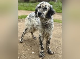 Elvira - treue Settermix Hündin sucht dich