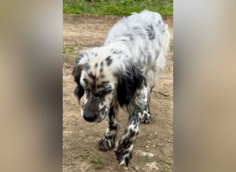 Elvira - treue Settermix Hündin sucht dich