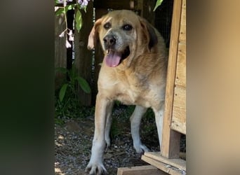 Freundlicher Kleon sucht einen warmen Seniorenplatz