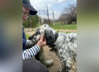 Elvira - treue Settermix Hündin sucht dich