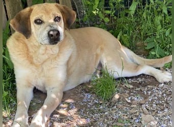 Freundlicher Kleon sucht einen warmen Seniorenplatz