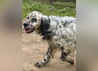 Elvira - treue Settermix Hündin sucht dich