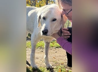 Freundlicher Manthos auf Familiensuche