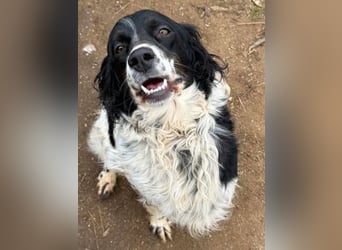 Serafina- schmusige Setter-Mix-Hündin liebt Mensch und Tier