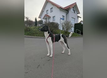 Große Begleiterin Kiwi