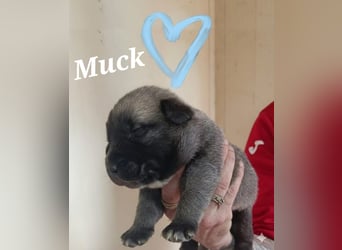 Welpenbube Muck möchte die Welt entdecken