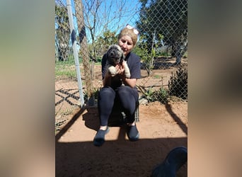 Welpenbube Muck möchte die Welt entdecken