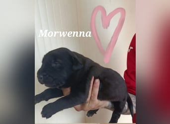 Welpenmädchen Morwenna