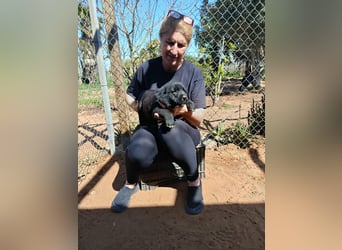 neugieriges Welpenmädchen Misty sucht ihre Familie