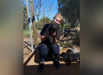 Welpenmädchen Morwenna