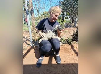 Welpenbube Muck möchte die Welt entdecken