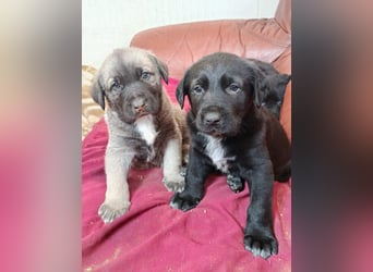 Welpenbube Muck möchte die Welt entdecken