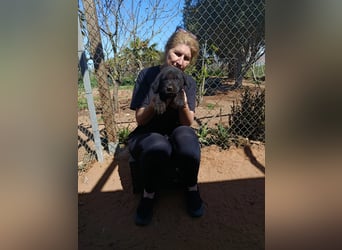 Lebenlustiges Welpenmädchen Magnolia