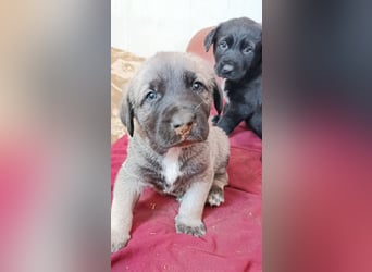 Welpenbube Muck möchte die Welt entdecken