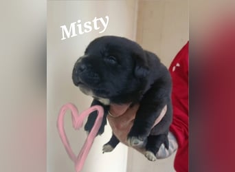 neugieriges Welpenmädchen Misty sucht ihre Familie