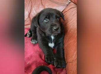 Lebenlustiges Welpenmädchen Magnolia