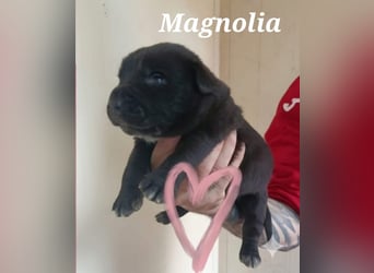 Lebenlustiges Welpenmädchen Magnolia