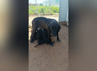 Welpenbube Muck möchte die Welt entdecken