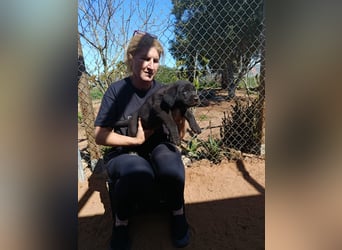 Lebenlustiges Welpenmädchen Magnolia