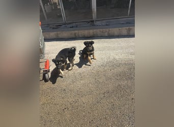 ZITO & RUDY - Wer gibt ihnen eine Zukunft?