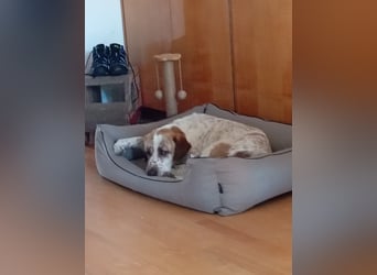 Luna - eine tiefenentspannte Hündin sucht ihr Für-immer-Zuhause