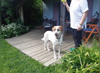 Luna - eine tiefenentspannte Hündin sucht ihr Für-immer-Zuhause