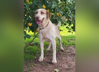 Luna, Besitzer ist verstorben