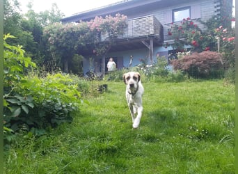 Luna - eine tiefenentspannte Hündin sucht ihr Für-immer-Zuhause