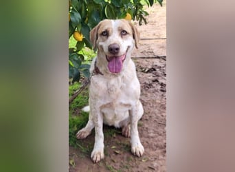 Luna, Besitzer ist verstorben