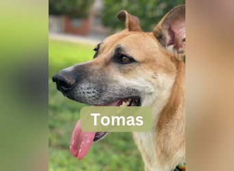 TOMAS