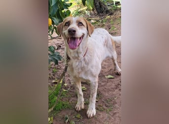 Luna - eine tiefenentspannte Hündin sucht ihr Für-immer-Zuhause