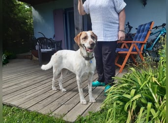 Luna - eine tiefenentspannte Hündin sucht ihr Für-immer-Zuhause