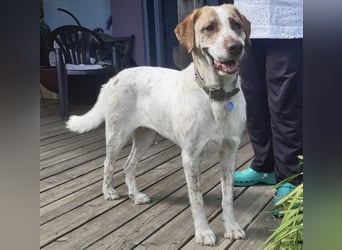 Luna - eine tiefenentspannte Hündin sucht ihr Für-immer-Zuhause