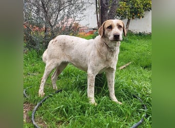 Luna - eine tiefenentspannte Hündin sucht ihr Für-immer-Zuhause