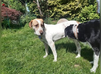Luna - eine tiefenentspannte Hündin sucht ihr Für-immer-Zuhause