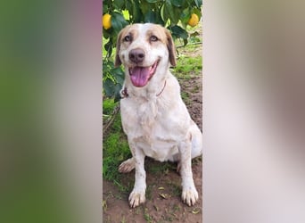 Luna, Besitzer ist verstorben