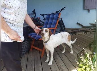 Luna - eine tiefenentspannte Hündin sucht ihr Für-immer-Zuhause