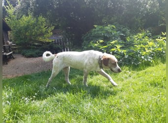 Luna - eine tiefenentspannte Hündin sucht ihr Für-immer-Zuhause