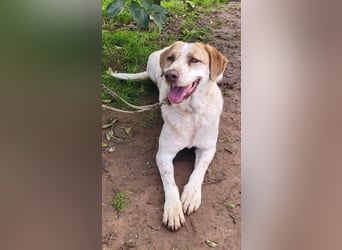 Luna - eine tiefenentspannte Hündin sucht ihr Für-immer-Zuhause