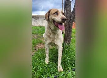 Luna - eine tiefenentspannte Hündin sucht ihr Für-immer-Zuhause